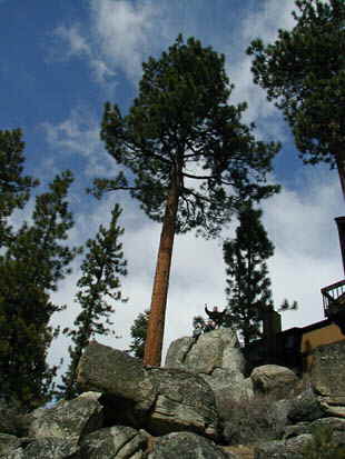 The rustic setting of our Lake Village vacation rentals is shown in this  photo of childre playing on the hillside next to  one of the rental units